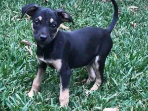 Cachorro raça SRD idade 2 a 6 meses nome Pandora