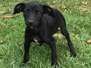 Cachorro raça SRD idade 2 a 6 meses nome Ruby