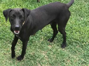 Cachorro raça SRD idade 2 anos nome Maju 