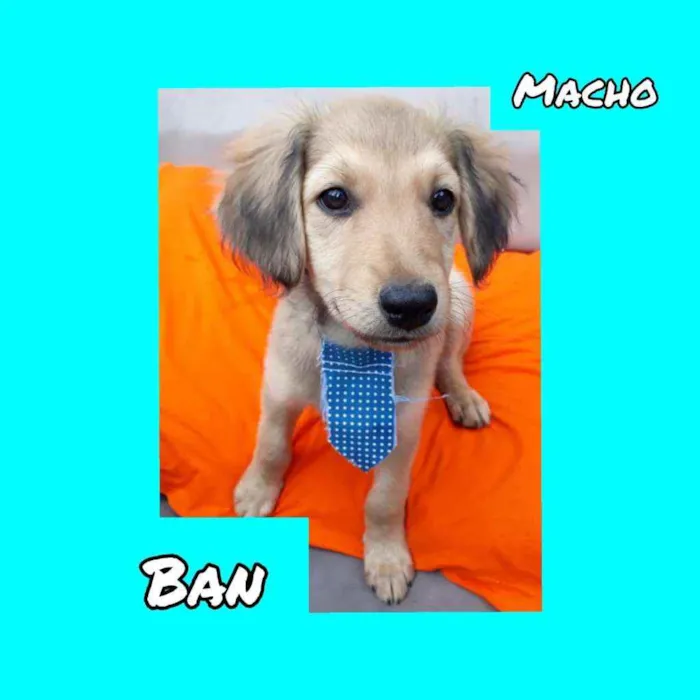Cachorro raça SRD idade 2 a 6 meses nome Ban