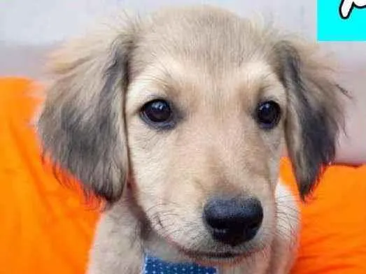 Cachorro raça SRD idade 2 a 6 meses nome Ban