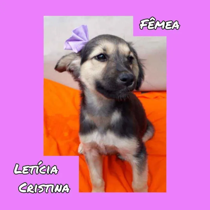 Cachorro raça SRD idade 2 a 6 meses nome Letícia