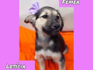 Cachorro raça SRD idade 2 a 6 meses nome Letícia