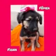 Cachorro raça SRD idade 2 a 6 meses nome Fiona