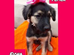 Cachorro raça SRD idade 2 a 6 meses nome Fiona