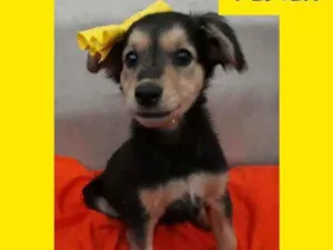 Cachorro raça SRD idade 2 a 6 meses nome Doris