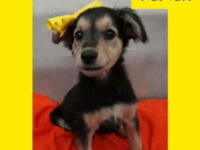 Cachorro raça SRD idade 2 a 6 meses nome Doris