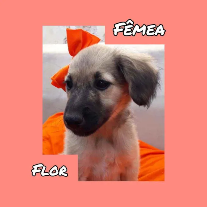Flor