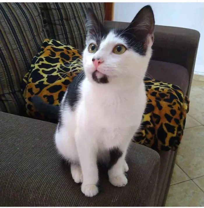 Gato ra a SRD idade 2 a 6 meses nome Gatinha