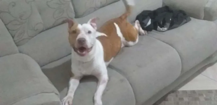 Cachorro ra a Pit-Bull idade 3 anos nome Nala