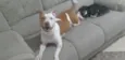 Nala