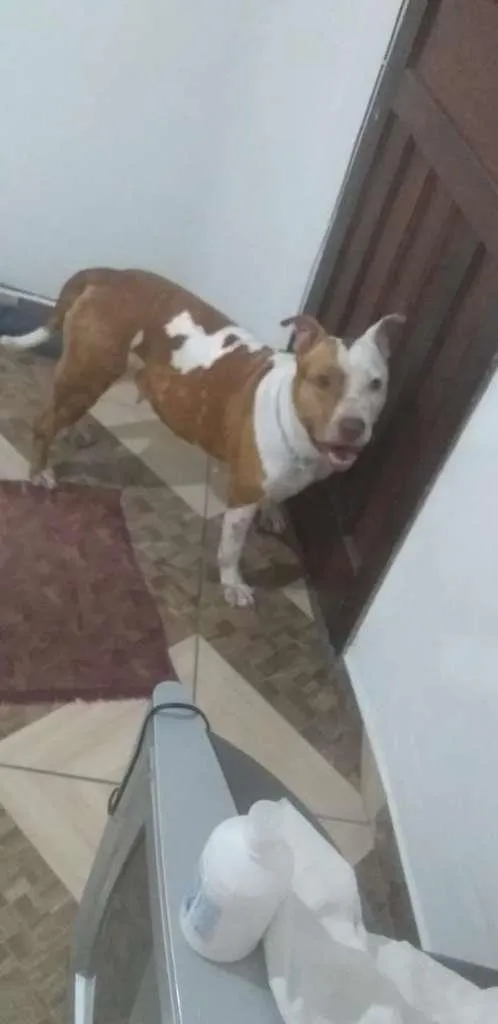 Cachorro ra a Pit-Bull idade 3 anos nome Nala