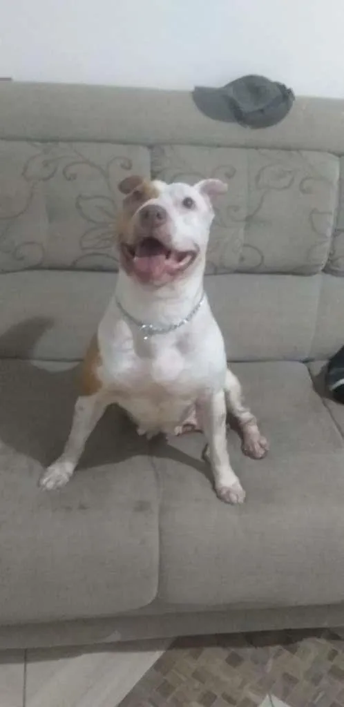 Cachorro ra a Pit-Bull idade 3 anos nome Nala