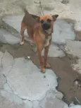 Pequeno