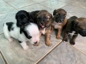 Cachorro raça sem raça definida  idade Abaixo de 2 meses nome Filhotes 