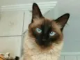 Cleo