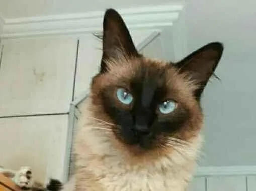 Gato ra a Srd idade 2 anos nome Cleo