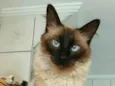 Cleo