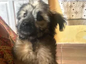 Cachorro raça Não sei idade 2 a 6 meses nome Kiara