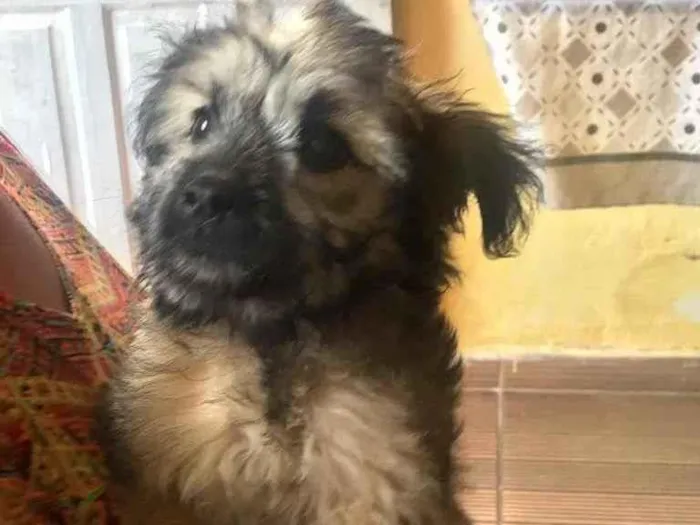 Cachorro ra a Não sei idade 2 a 6 meses nome Kiara
