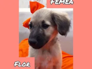 Cachorro raça SRD idade 2 a 6 meses nome Flor