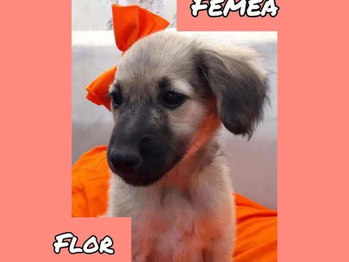 Cachorro raça SRD idade 2 a 6 meses nome Flor