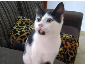 Gato raça SRD idade 2 a 6 meses nome Gatinha