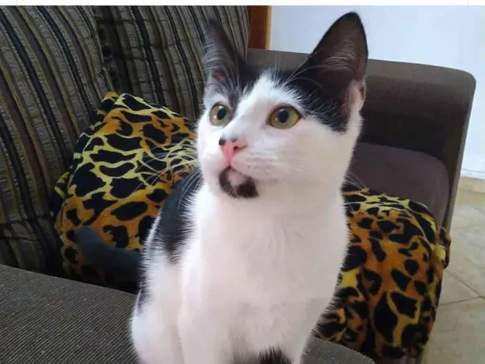 Gato ra a SRD idade 2 a 6 meses nome Gatinha