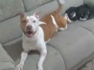 Cachorro raça Pit-Bull idade 3 anos nome Nala
