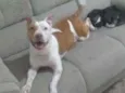 Nala