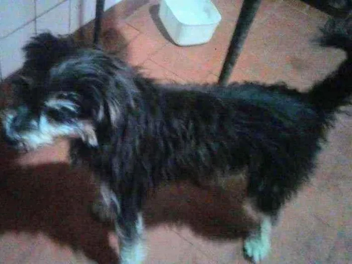 Cachorro ra a SRD idade 1 ano nome Mosquito