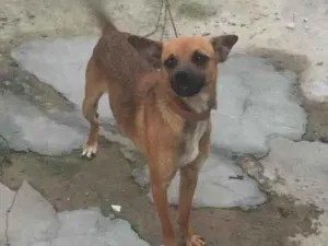 Cachorro raça SRD-ViraLata idade 3 anos nome Pequeno