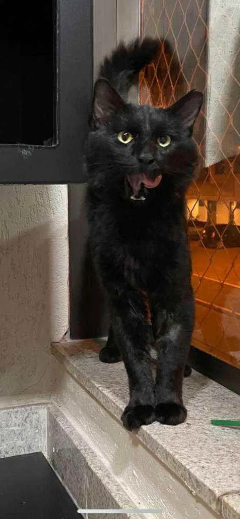 Gato ra a S.R.D. idade  nome Carioca