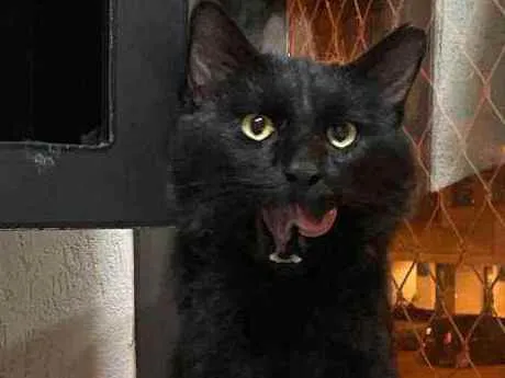 Gato ra a S.R.D. idade  nome Carioca