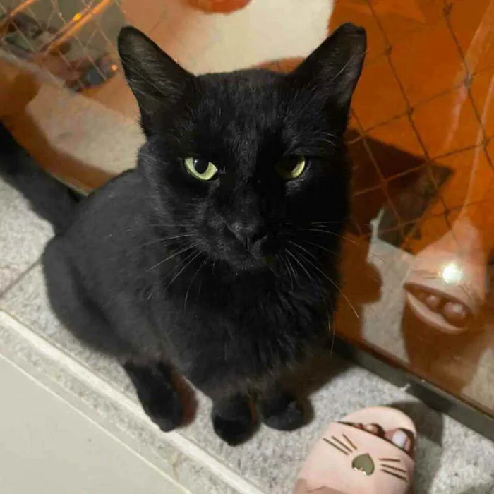 Gato ra a S.R.D. idade  nome Carioca