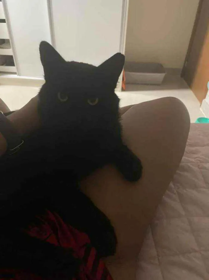 Gato ra a S.R.D. idade  nome Carioca