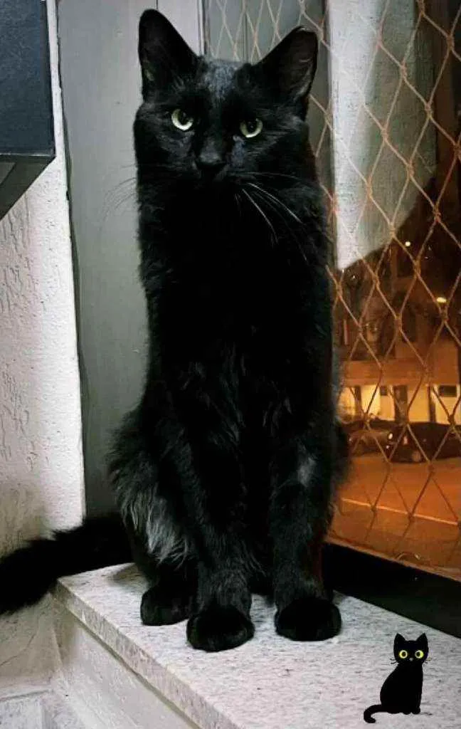 Gato ra a S.R.D. idade  nome Carioca