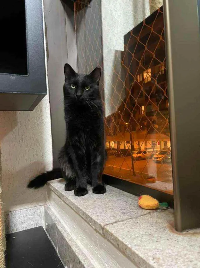 Gato ra a S.R.D. idade  nome Carioca