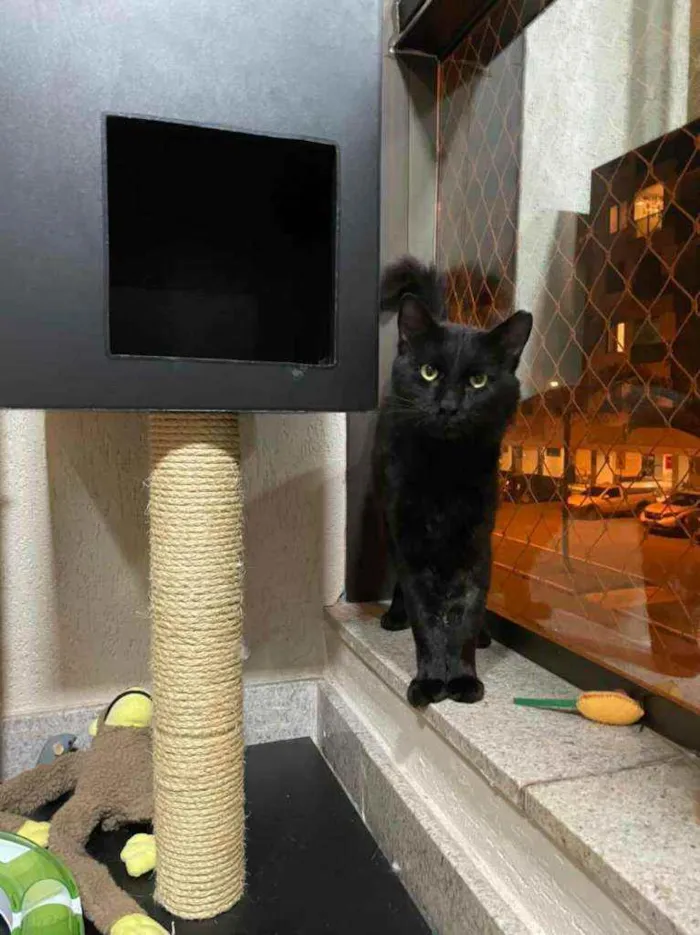 Gato ra a S.R.D. idade  nome Carioca