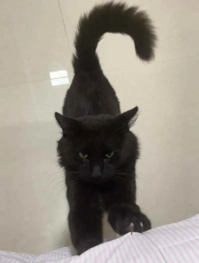 Gato ra a S.R.D. idade  nome Carioca