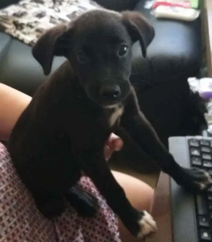 Cachorro ra a Labrador/lata idade 2 a 6 meses nome Dayse