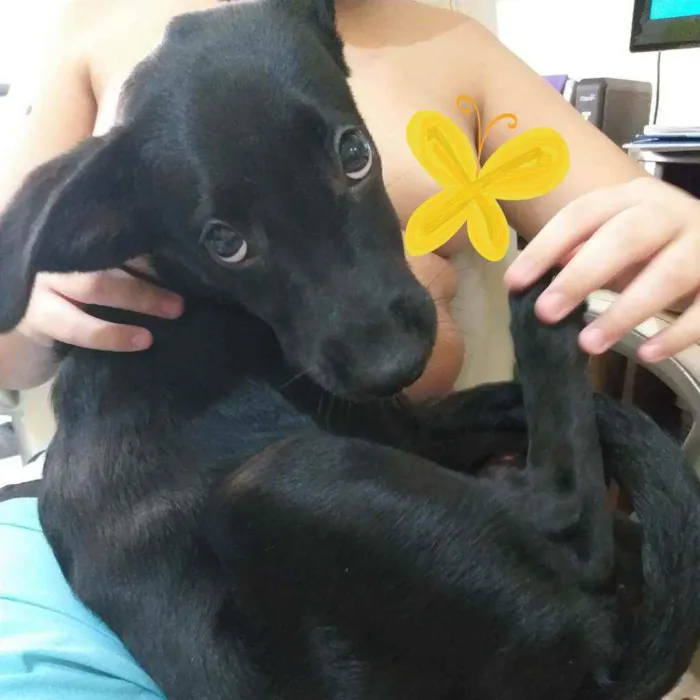 Cachorro ra a Labrador/lata idade 2 a 6 meses nome Dayse