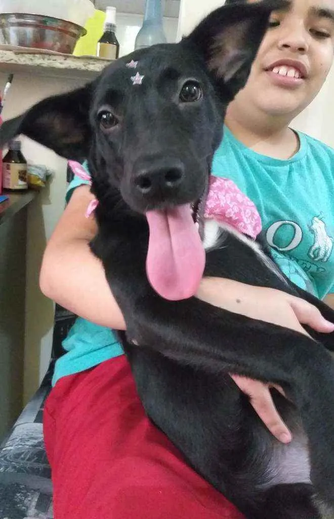 Cachorro ra a Labrador/lata idade 2 a 6 meses nome Dayse