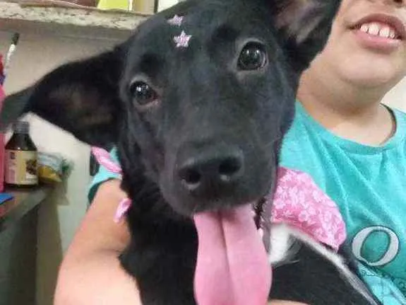 Cachorro ra a Labrador/lata idade 2 a 6 meses nome Dayse