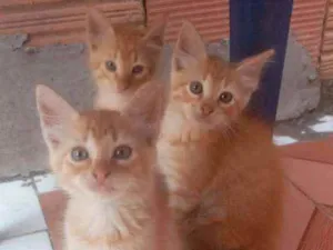 Gato raça SRD idade 2 a 6 meses nome Belchior e Baltazar