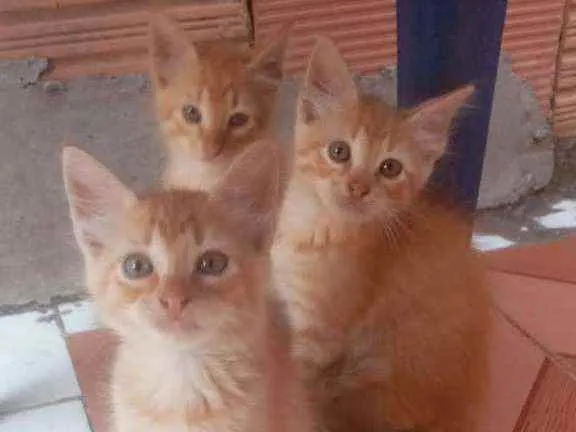 Gato ra a SRD idade 2 a 6 meses nome Belchior e Baltazar