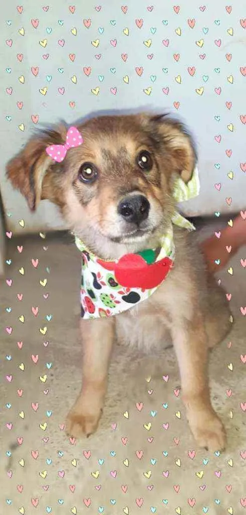 Cachorro ra a Srd idade 2 a 6 meses nome Alice