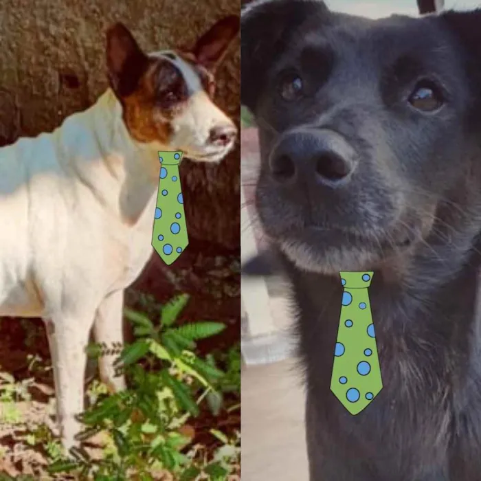 Cachorro ra a Mesticos  idade 1 ano nome Negão e Pitty 