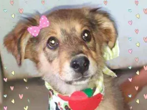 Cachorro raça Srd idade 2 a 6 meses nome Alice