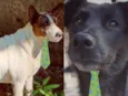 Negão e Pitty 